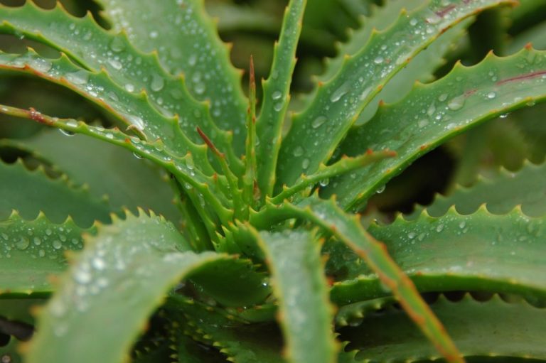 aloe vera účinky