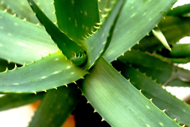 aloe vera účinky, Účinky aloe vera – všeliek, ktorý si môžete pestovať aj doma
