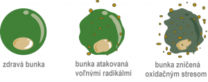oxidačn&yacute; stres, Oxidačn&yacute; stres: Ako na n&aacute;s vpl&yacute;va?
